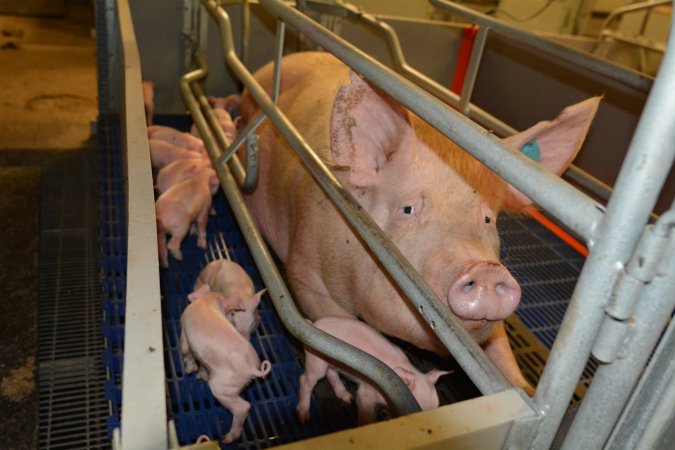 Sow in farrowing crate