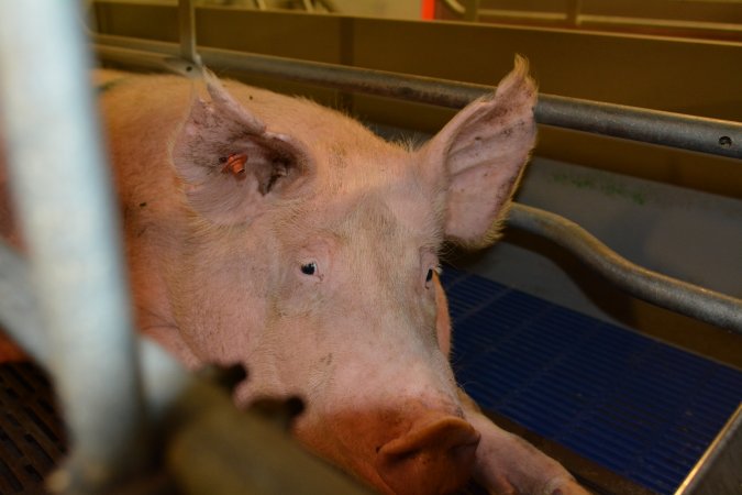 Sow in farrowing crate