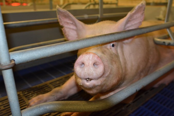 Sow in farrowing crate