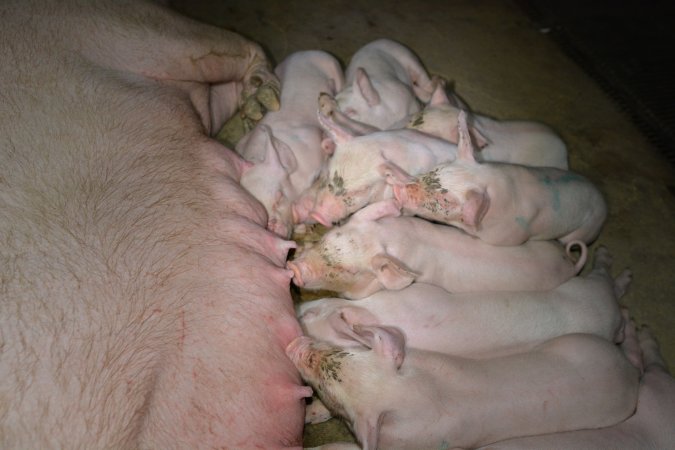 Piglets suckling in farrowing crate