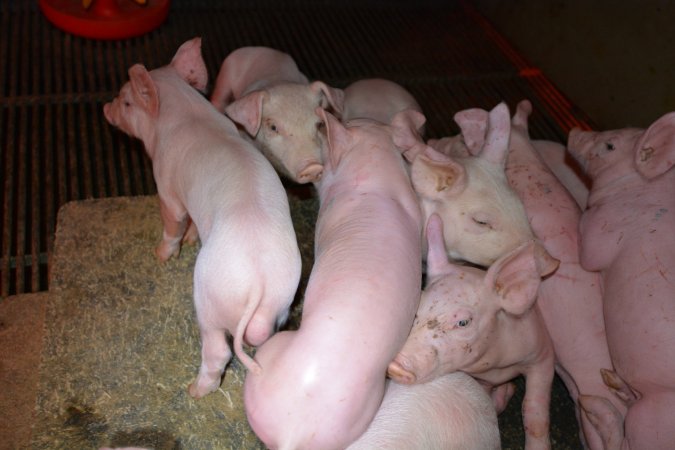 Piglets in farrowing crate