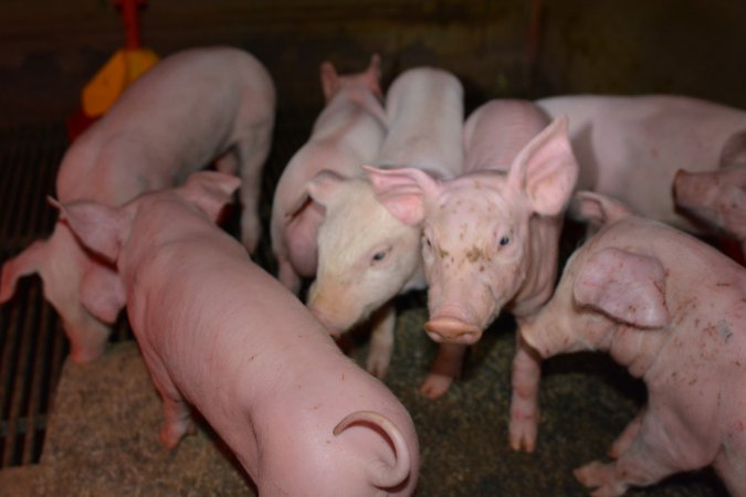 Piglets in farrowing crate