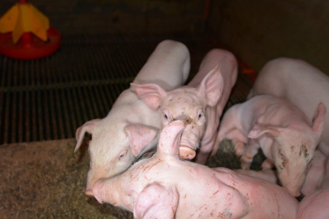 Piglets in farrowing crates