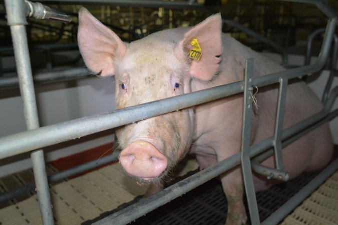 Sow in farrowing crate