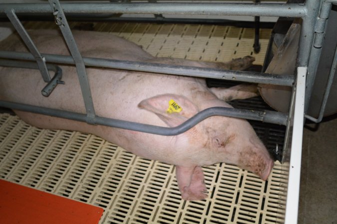 Sow in farrowing crate