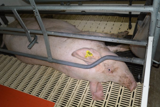 Sow in farrowing crate