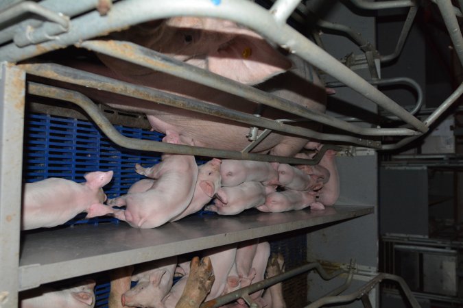 Farrowing crates