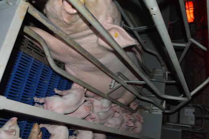 Sow in farrowing crate