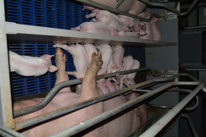 Farrowing crates