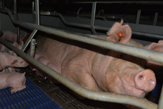 Farrowing crates