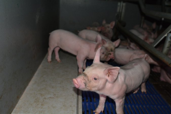 Piglets in farrowing crates