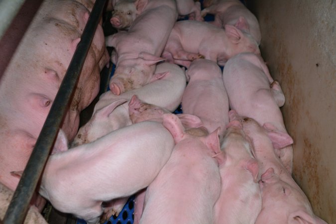 Piglets in farrowing crates