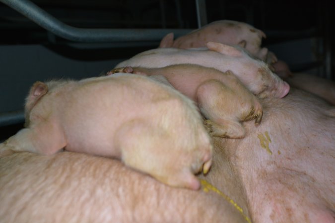 Sick pigs sleeping on mother