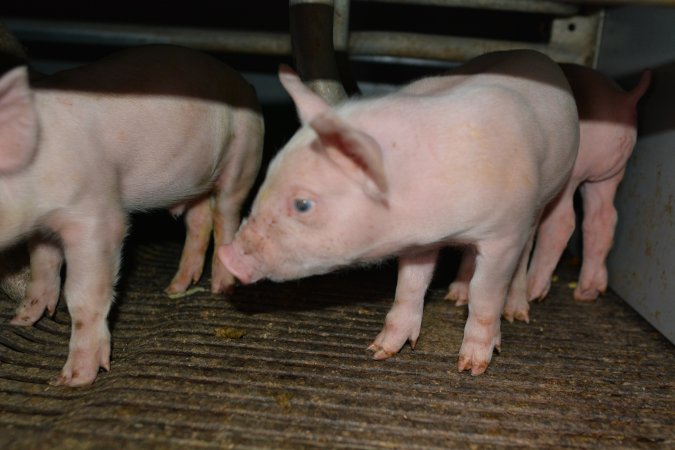 Piglet in farrowing crate