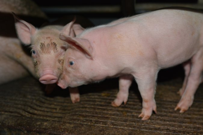 Piglets in farrowing crate