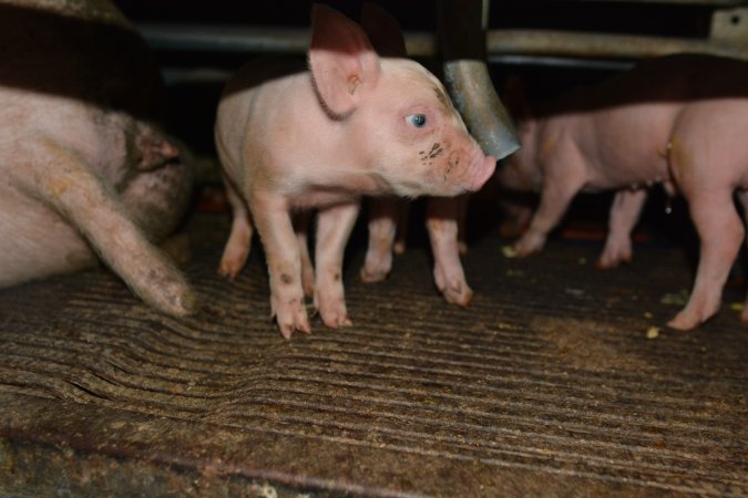 Piglets in farrowing crate