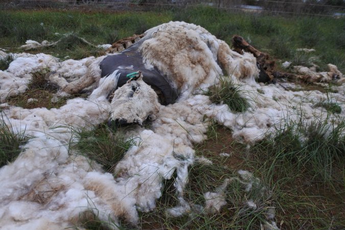 Dead ewe in paddock