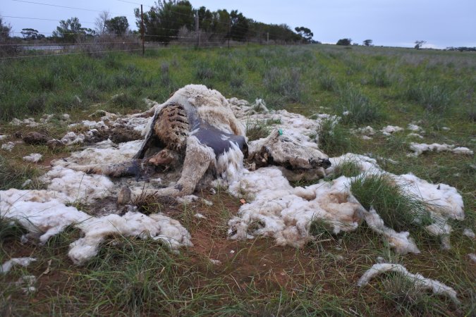 Dead ewe in paddock