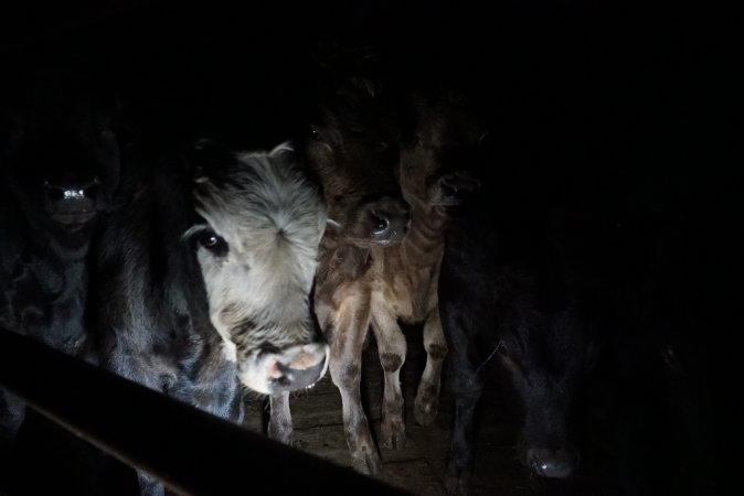 Cattle waiting in slaughterhouse holding pens