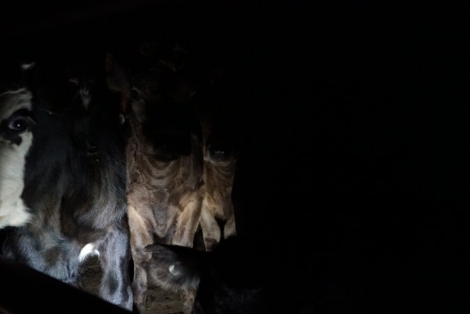 Cattle waiting in slaughterhouse holding pens