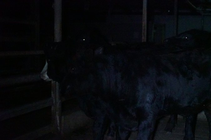 Cattle waiting in slaughterhouse holding pens