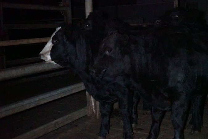 Cattle waiting in slaughterhouse holding pens