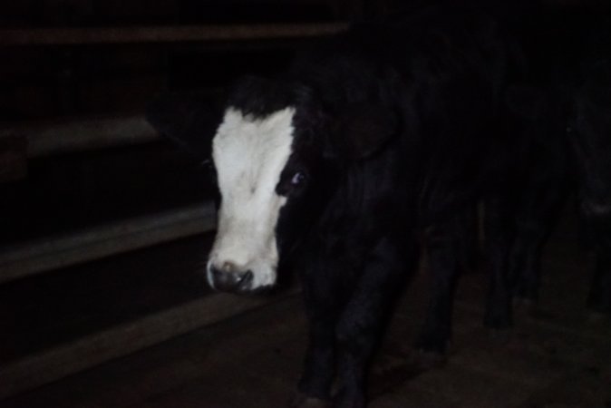 Cattle waiting in slaughterhouse holding pens