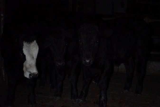 Cattle waiting in slaughterhouse holding pens