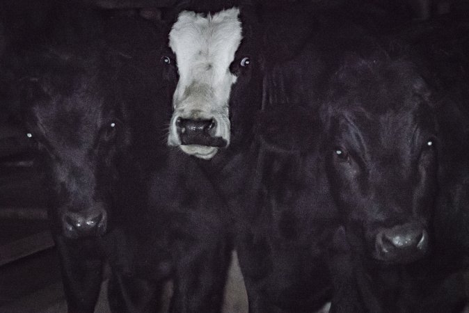 Cattle waiting in slaughterhouse holding pens