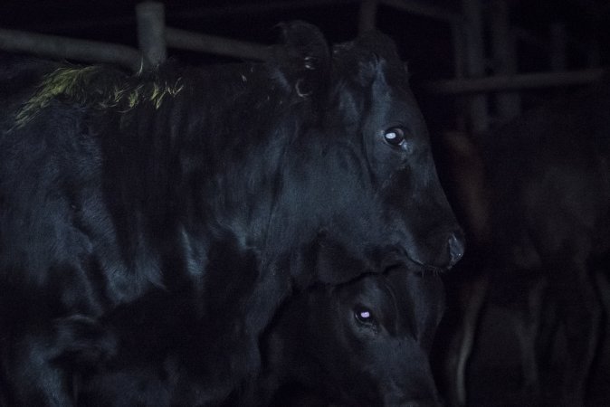 Cattle waiting in slaughterhouse holding pens