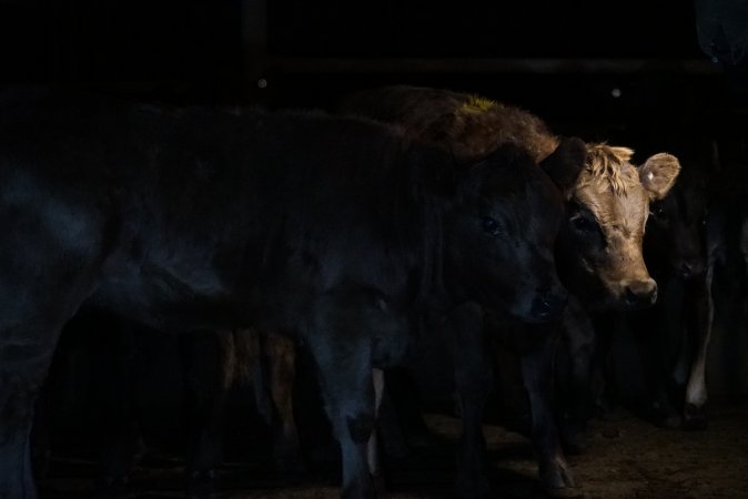 Cattle waiting in slaughterhouse holding pens