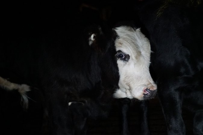 Cattle waiting in slaughterhouse holding pens