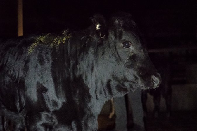 Cattle waiting in slaughterhouse holding pens