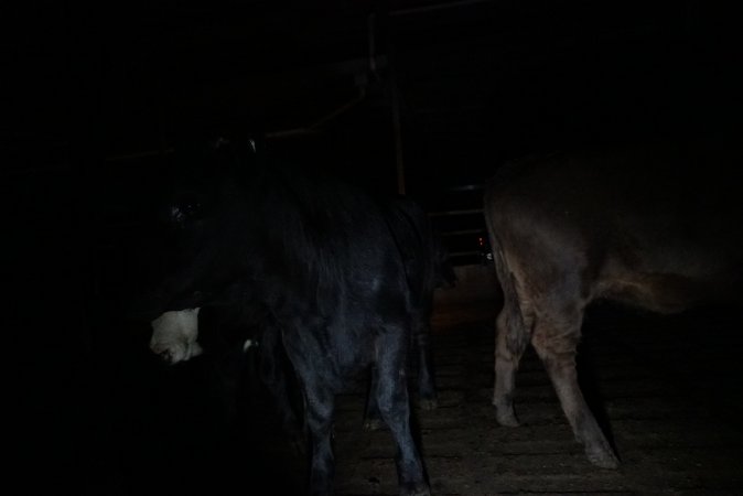 Cattle waiting in slaughterhouse holding pens