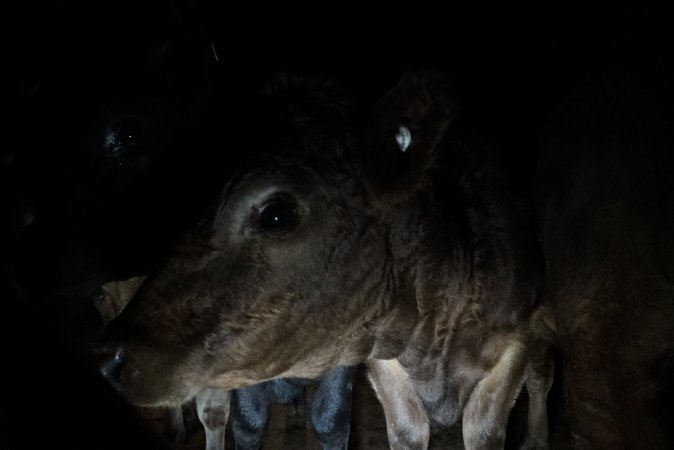 Cattle waiting in slaughterhouse holding pens