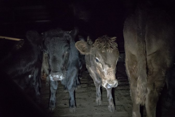 Cattle waiting in slaughterhouse holding pens