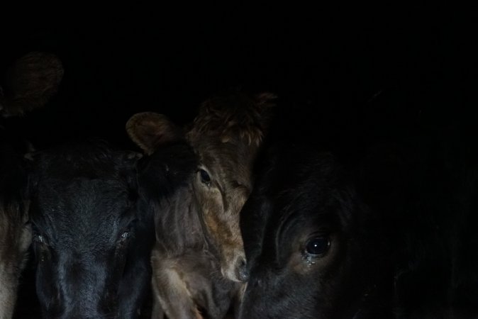 Cattle waiting in slaughterhouse holding pens