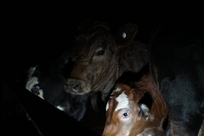 Cattle waiting in slaughterhouse holding pens