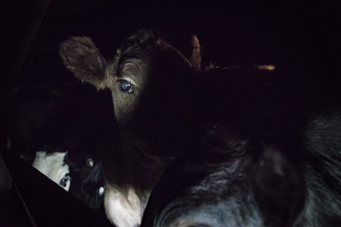 Cattle waiting in slaughterhouse holding pens