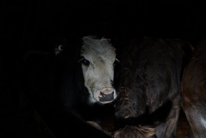 Cattle waiting in slaughterhouse holding pens