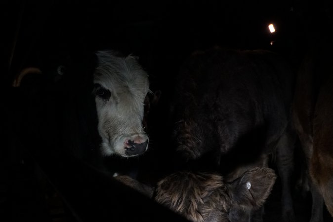 Cattle waiting in slaughterhouse holding pens