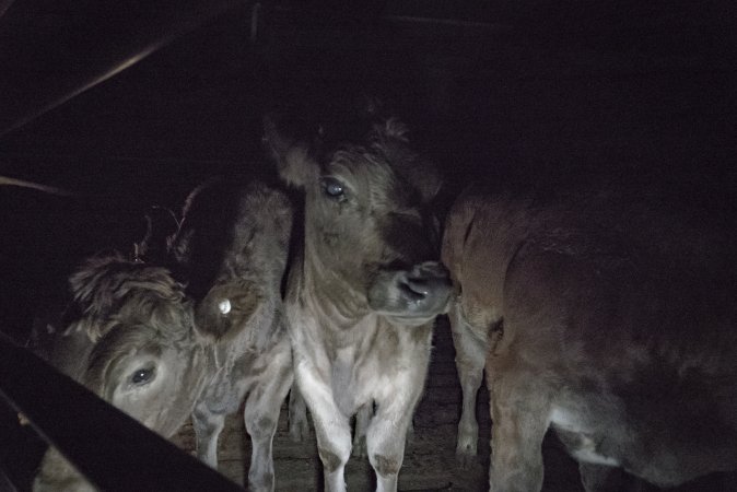 Cattle waiting in slaughterhouse holding pens