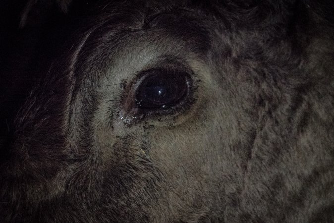 Cattle waiting in slaughterhouse holding pens