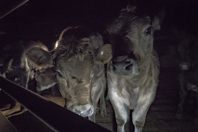 Cattle waiting in slaughterhouse holding pens