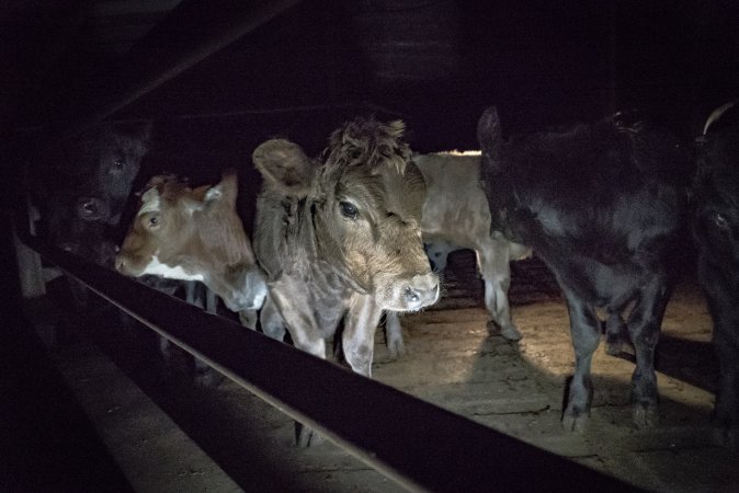Cattle waiting in slaughterhouse holding pens