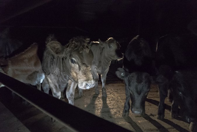 Cattle waiting in slaughterhouse holding pens