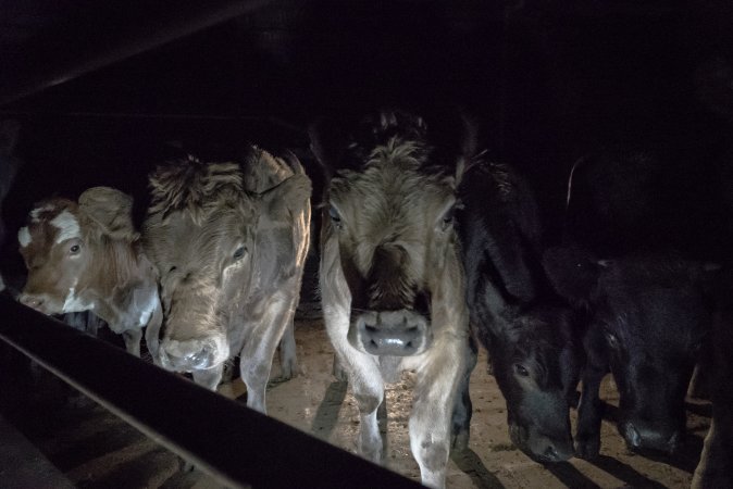 Cattle waiting in slaughterhouse holding pens