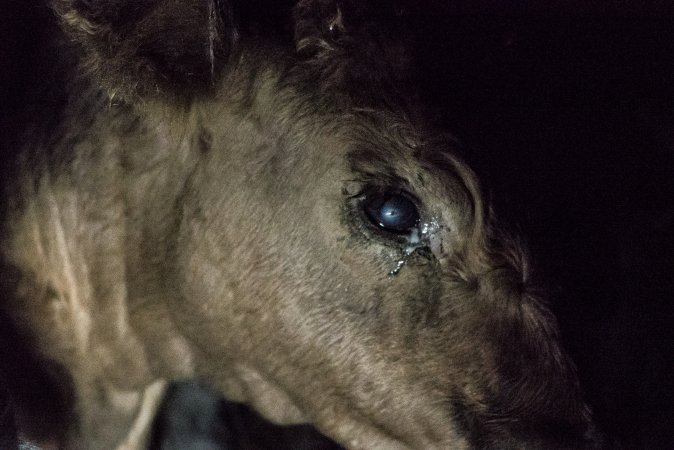 Cattle waiting in slaughterhouse holding pens