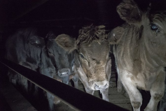 Cattle waiting in slaughterhouse holding pens