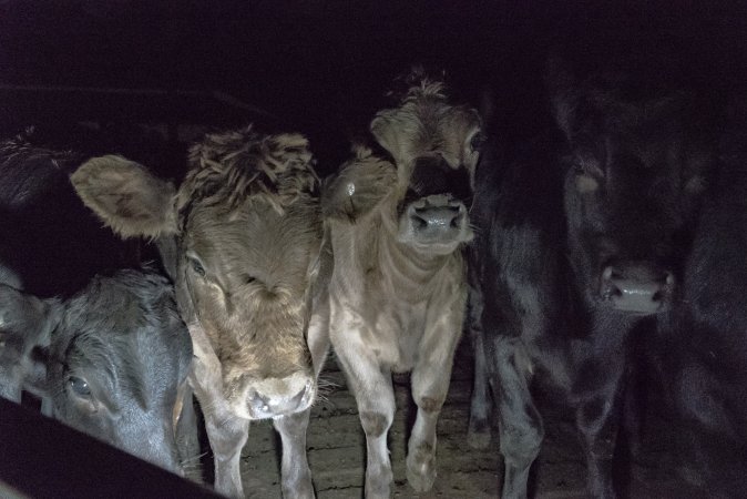 Cattle waiting in slaughterhouse holding pens